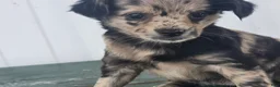 Chihuahua dogs for sale: Chihuahua Puppy 2 marissa - Ad 4