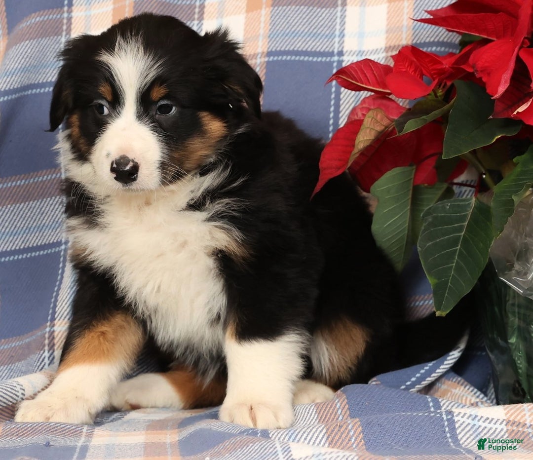 Australian Shepherd dogs for sale: Sandy - Ad 2