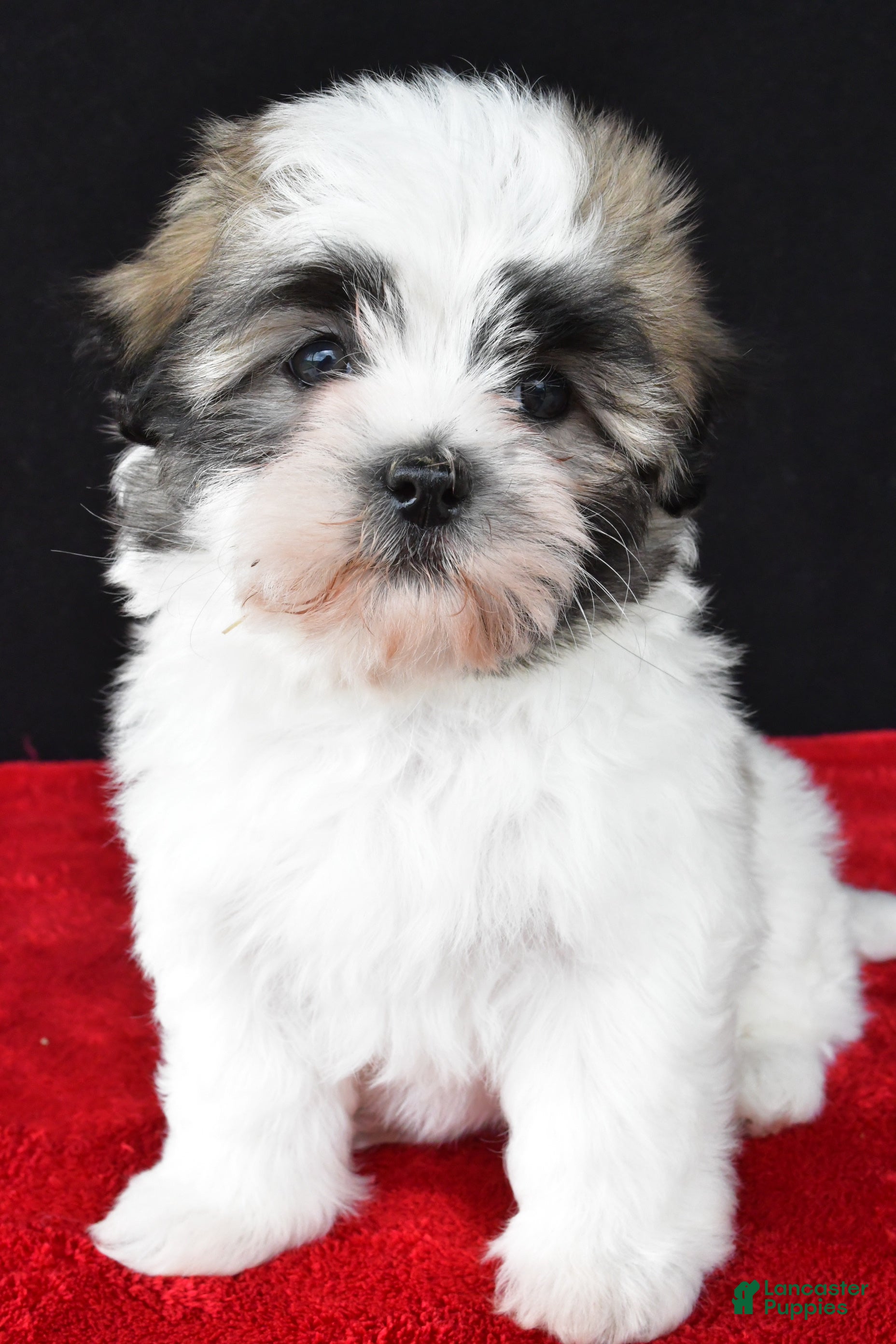 Malshi dogs Jason - Ad 2