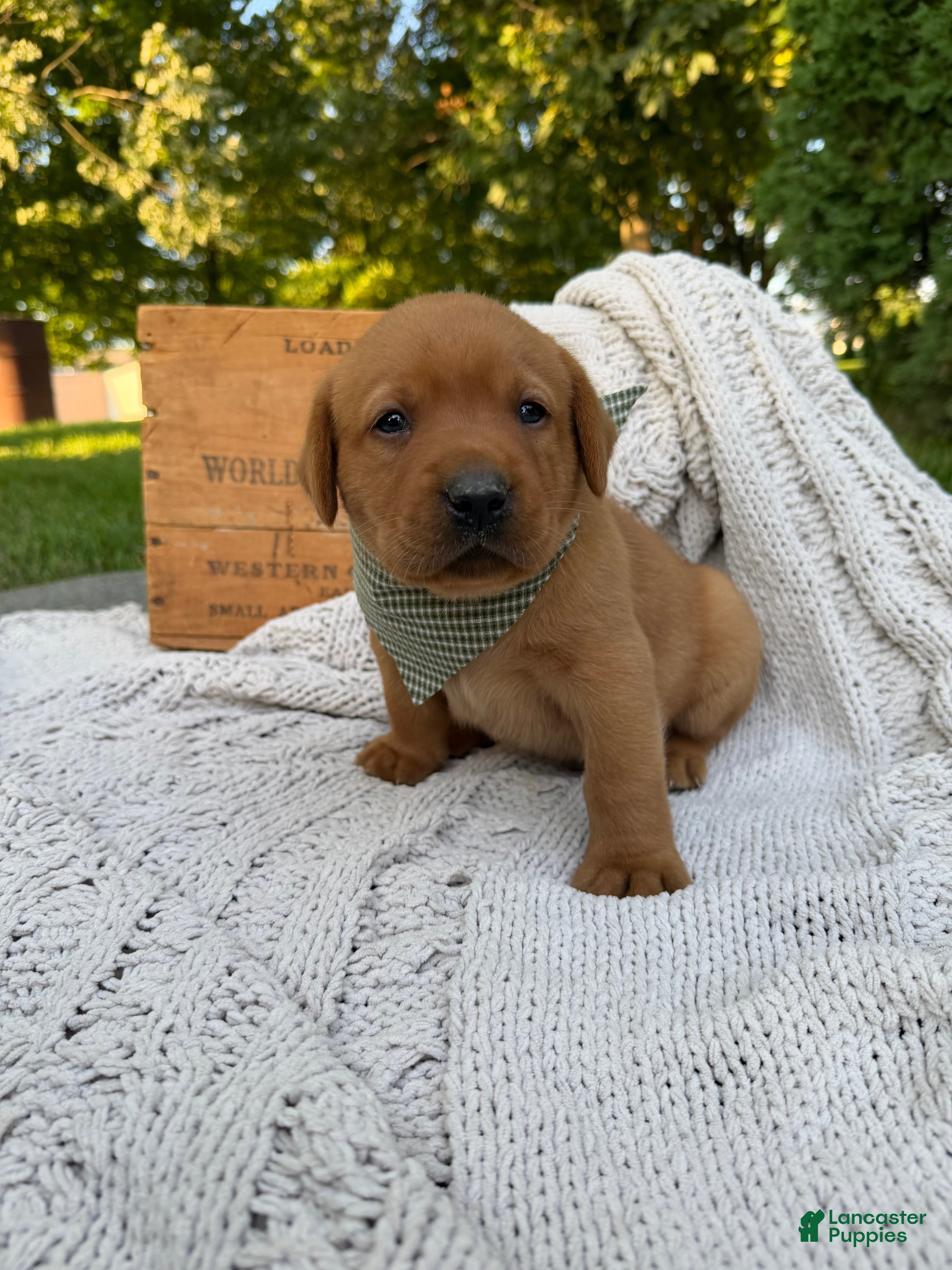 Labrador Retriever dogs River - Ad 2