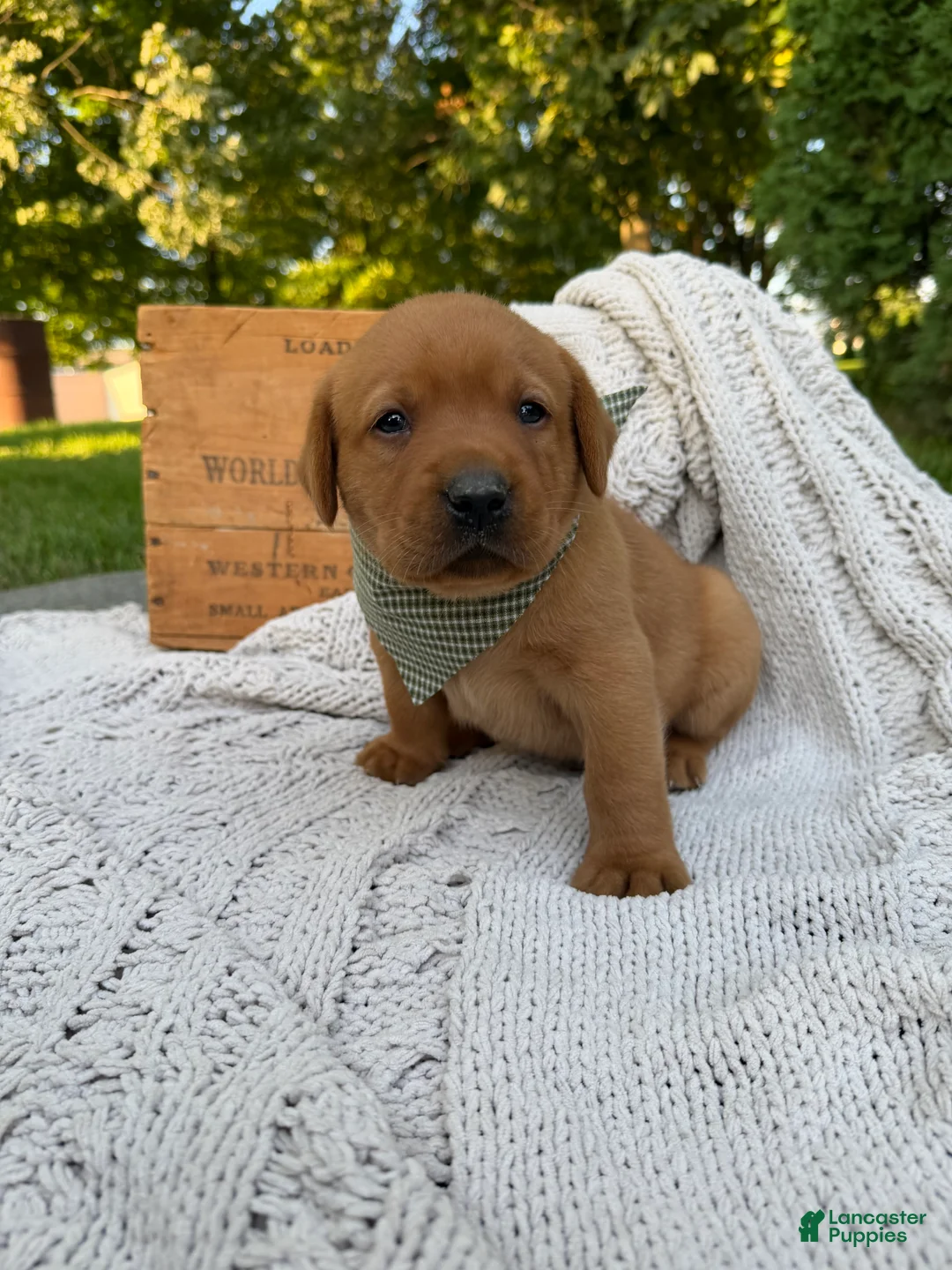 Labrador Retriever dogs for sale: River - Ad 2