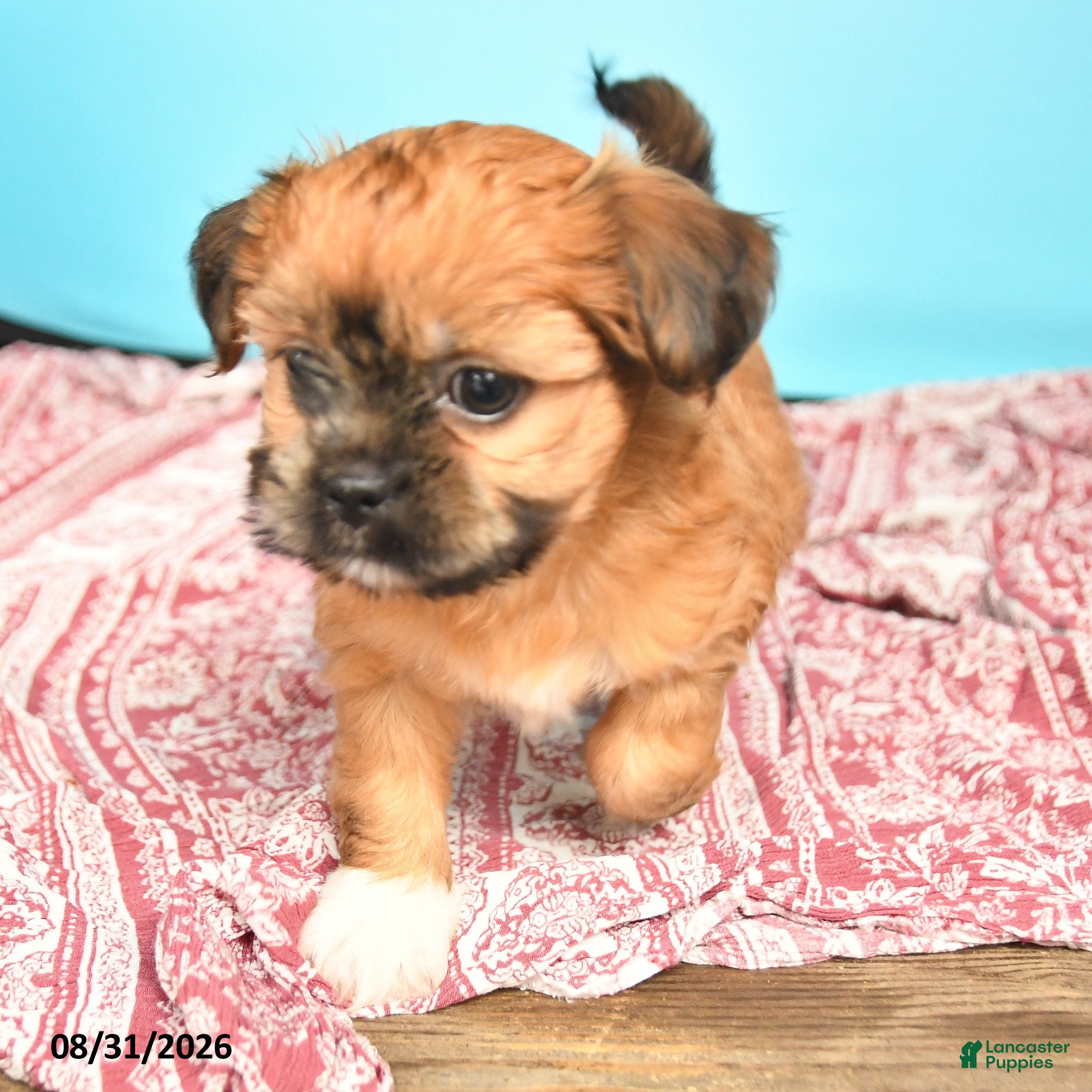 Shorkie dogs Tessa - Ad 2