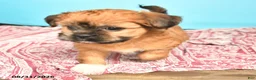 Shorkie dogs for sale: Tessa - Ad 2