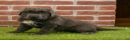 Newfoundland dogs for sale: Annie - Ad 5