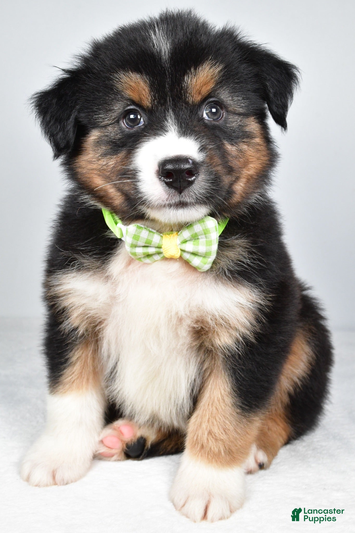 Miniature Australian Shepherd dogs Stan - Ad 1