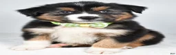 Miniature Australian Shepherd dogs for sale: Stan - Ad 1