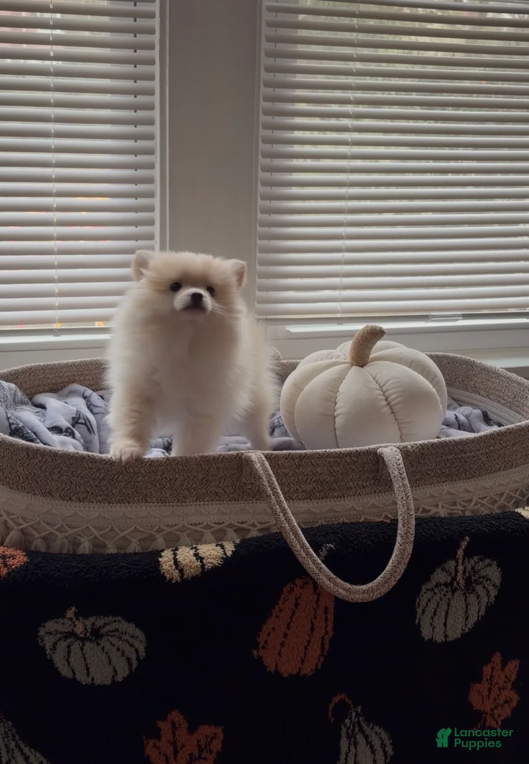 Pomeranian dogs for sale: Saye  - Ad 2