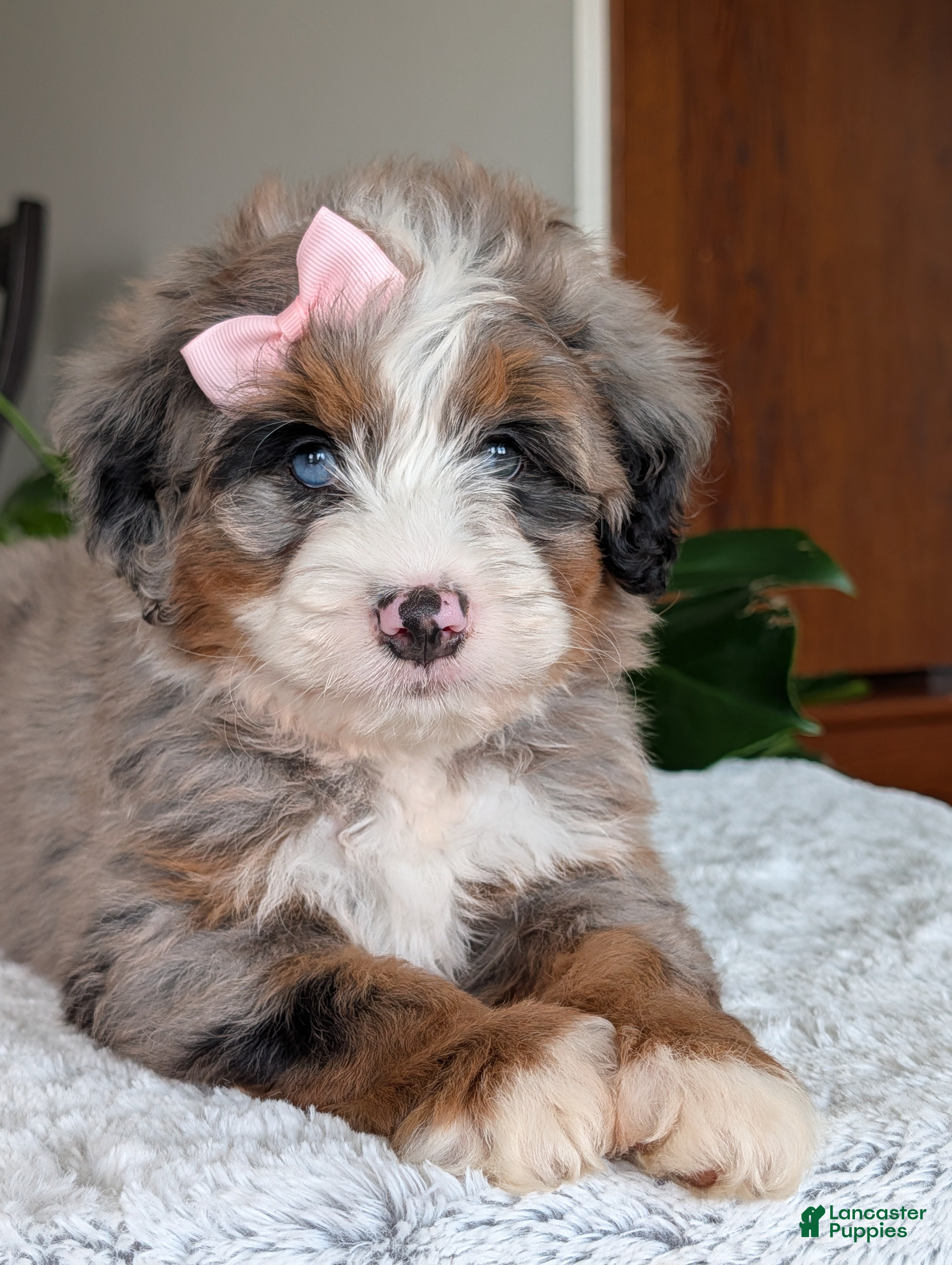 Mini Bernedoodle dogs Mini Ivy - Ad 2