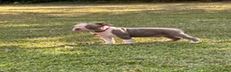 Boston Terrier dogs for sale: Dusty - Ad 3