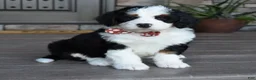 Mini Bernedoodle dogs for sale: Jazzie - Ad 3