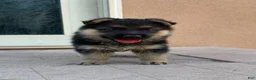 German Shepherd dogs for sale: German Shepherd 1 - Ad 1