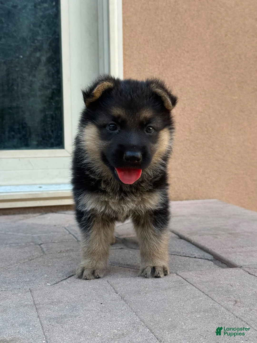 German Shepherd dogs for sale: German Shepherd 1 - Ad 1