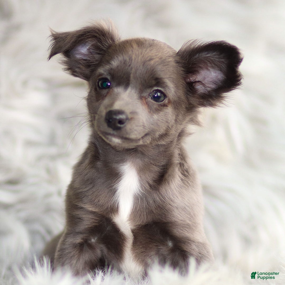 Chihuahua dogs for sale: Penny - Ad 1