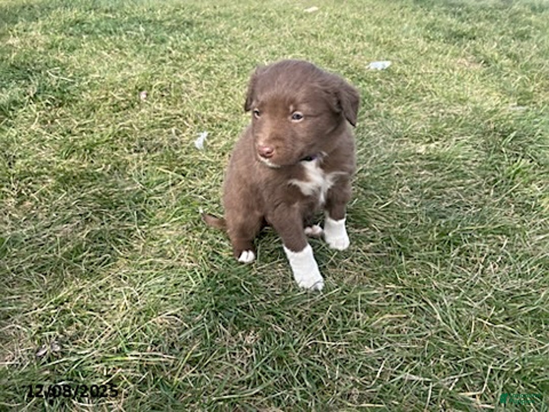 Border Collie dogs for sale: Lia - Ad 3