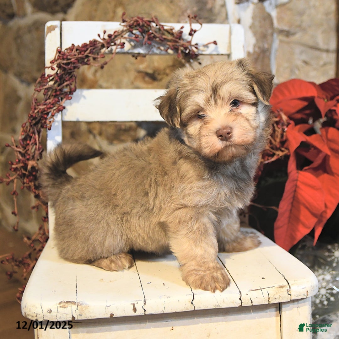 Havanese dogs for sale: Cooper - Ad 1