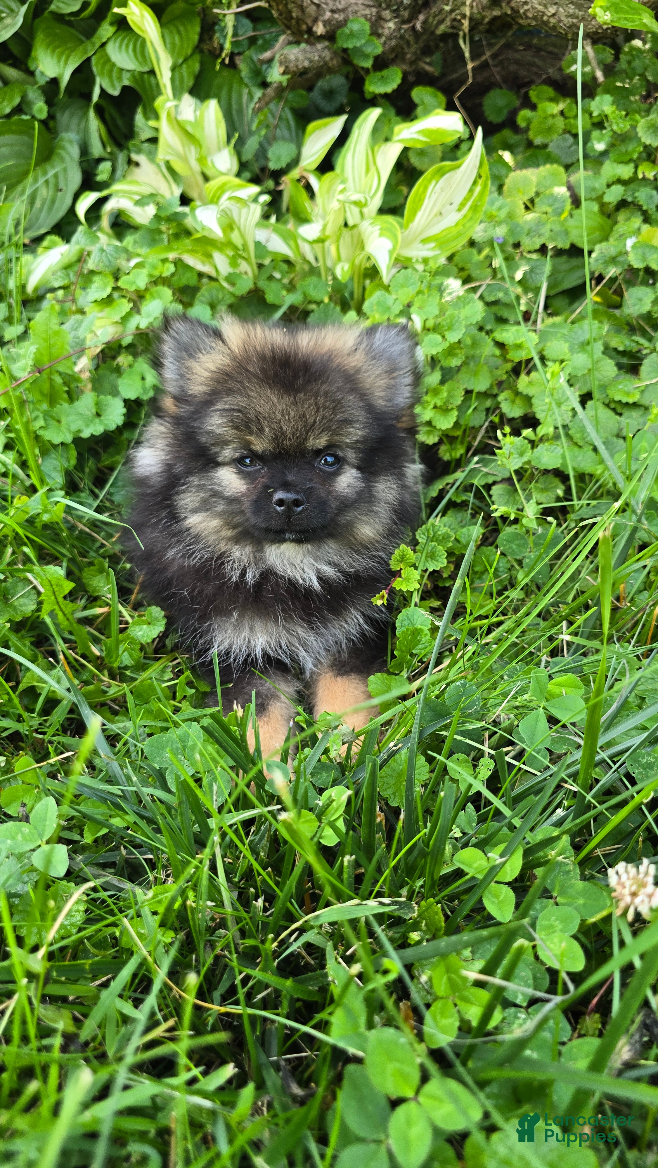 Pomeranian dogs Gizmo - Ad 1