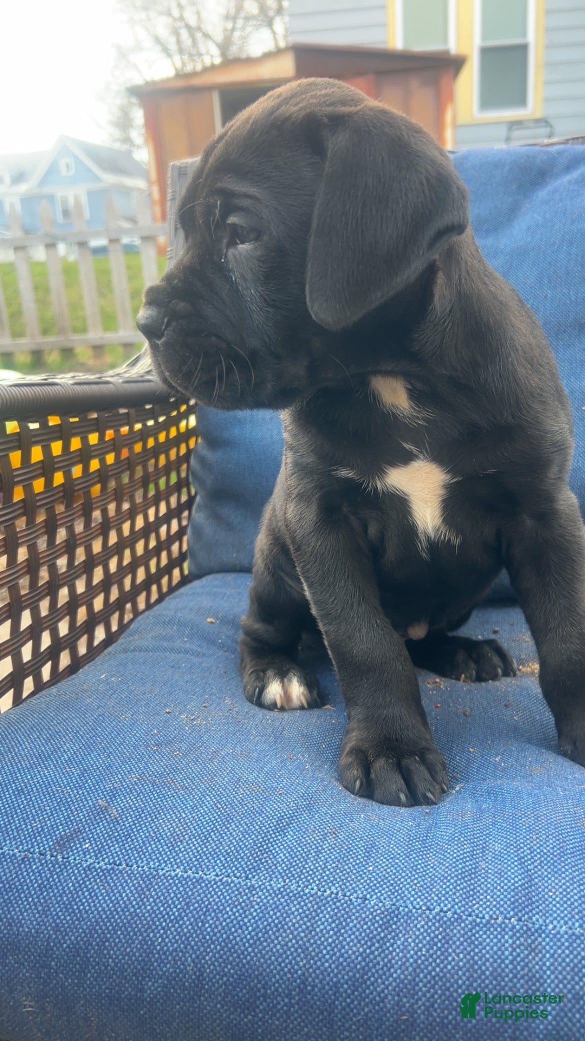 Cane Corso dogs Cane Corso Puppy 3 - Ad 1