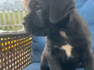 Cane Corso dogs for sale: Cane Corso Puppy 3 - Ad 4