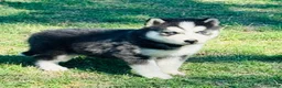 Siberian Husky dogs for sale: Valerie - Ad 10