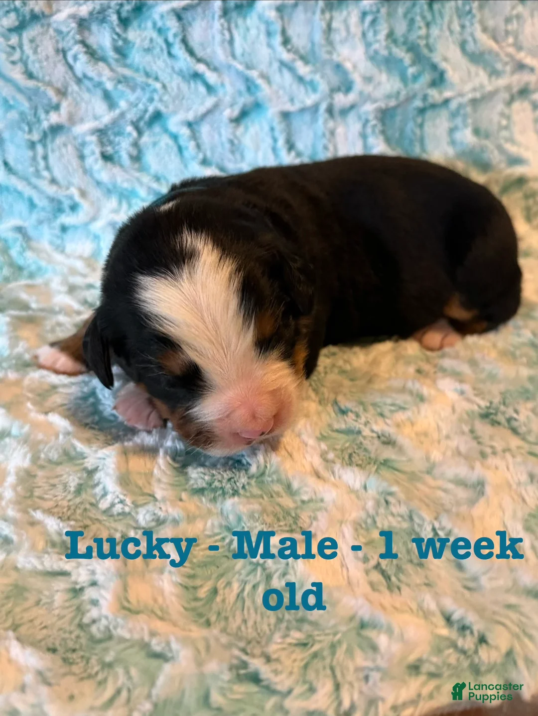Bernese Mountain Dog dogs for sale: Lucky - Ad 2