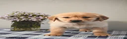 Golden Retriever dogs for sale: Leo - Ad 3