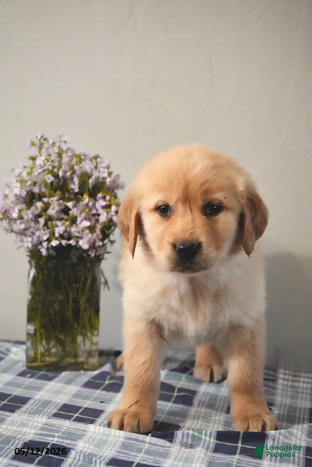 Golden Retriever dogs for sale: Leo - Ad 3