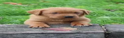Labrador Retriever dogs for sale: Maple - Ad 4