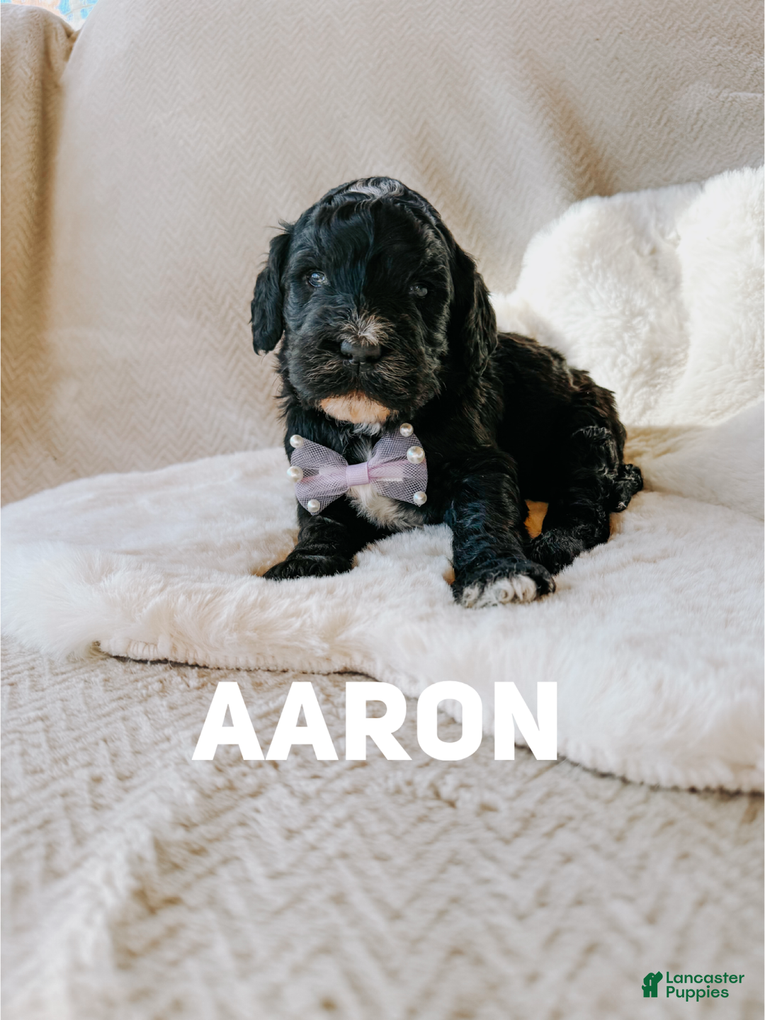 Goldendoodle dogs for sale: Aaron - Ad 1