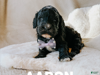 Goldendoodle dogs Aaron - Ad 35