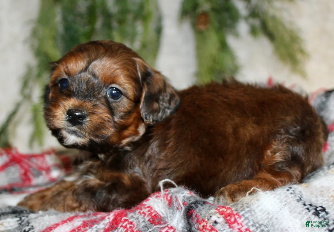 Shihpoo dogs for sale: Shihpoo Puppy 3 - Ad 1