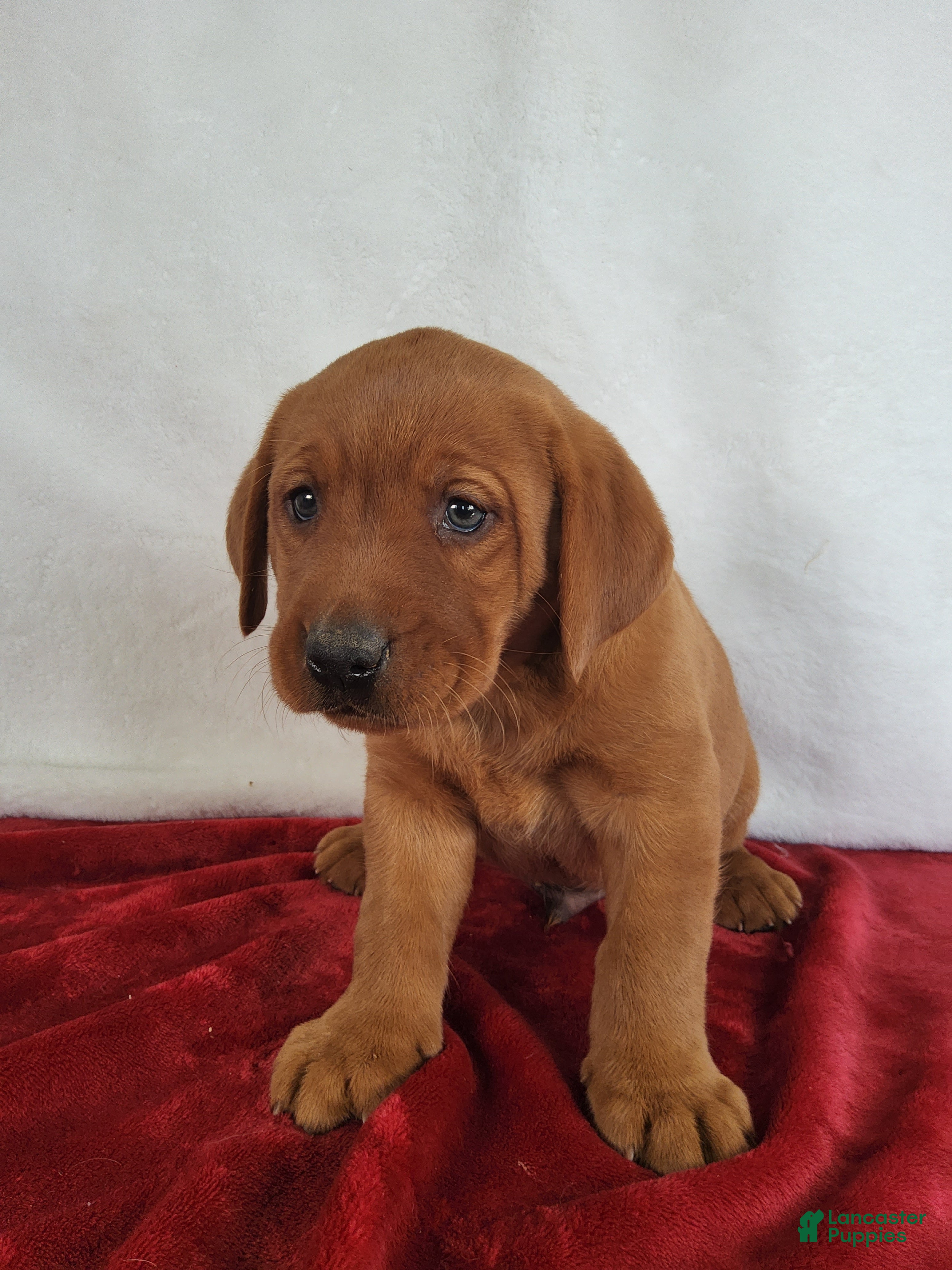 Labrador Retriever dogs for sale: Rusty - Ad 2