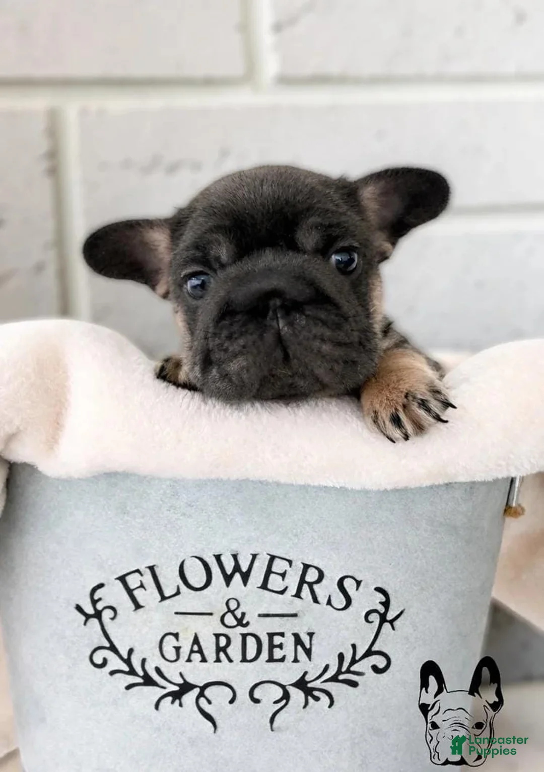 French Bulldog dogs for sale: Jake - Ad 1