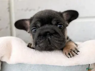 French Bulldog dogs Jake - Ad 37