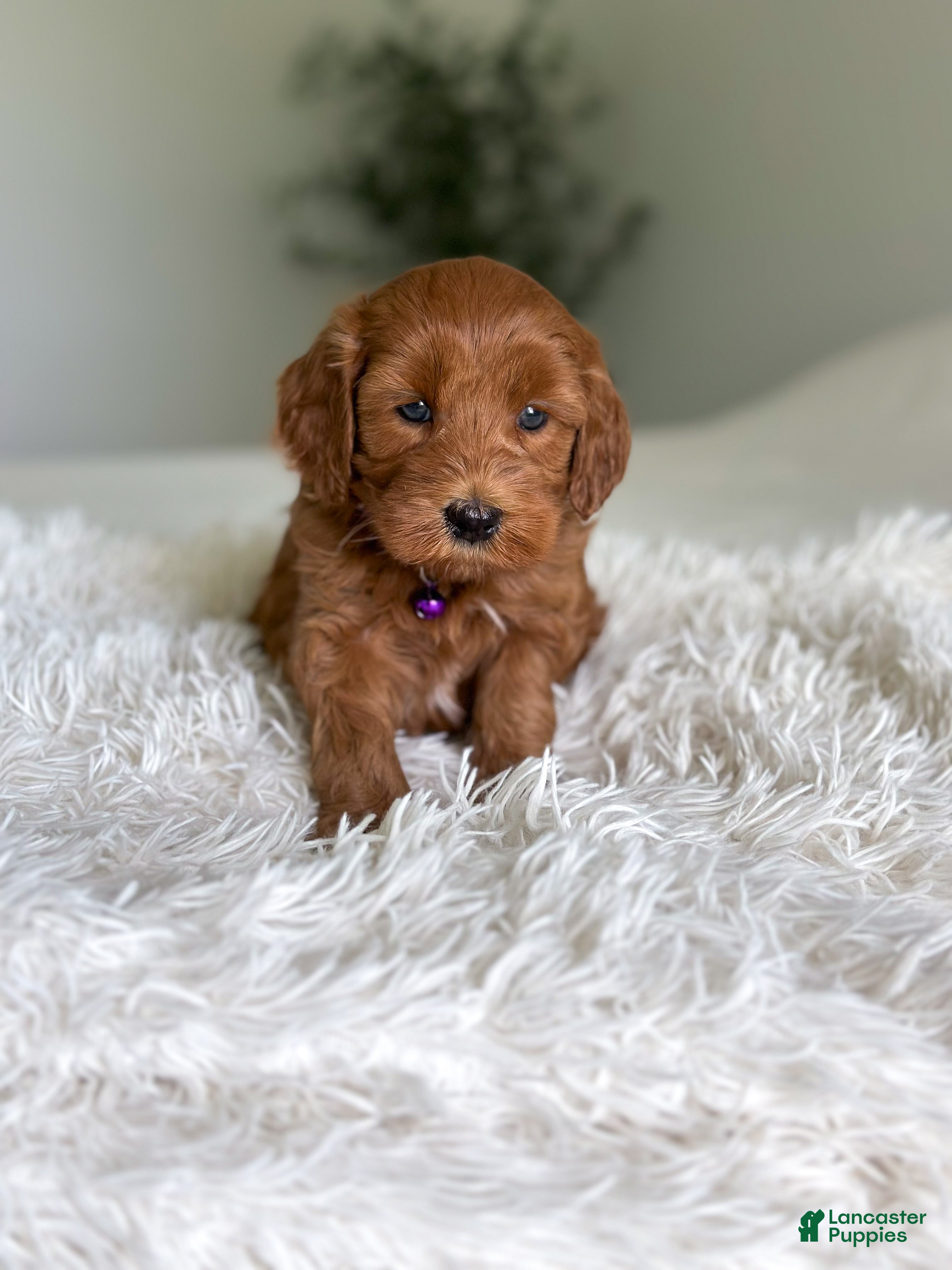 Mini Goldendoodle dogs Ember - Ad 2