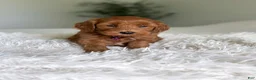 Mini Goldendoodle dogs for sale: Ember - Ad 2
