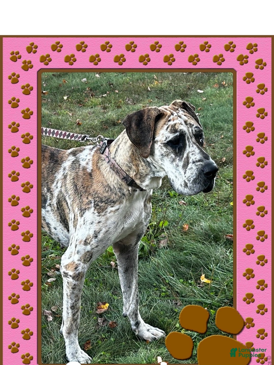 Great Dane dogs for sale: Mark - Ad 23
