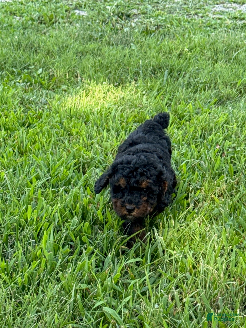 Toy Poodle dogs Lady - Ad 2