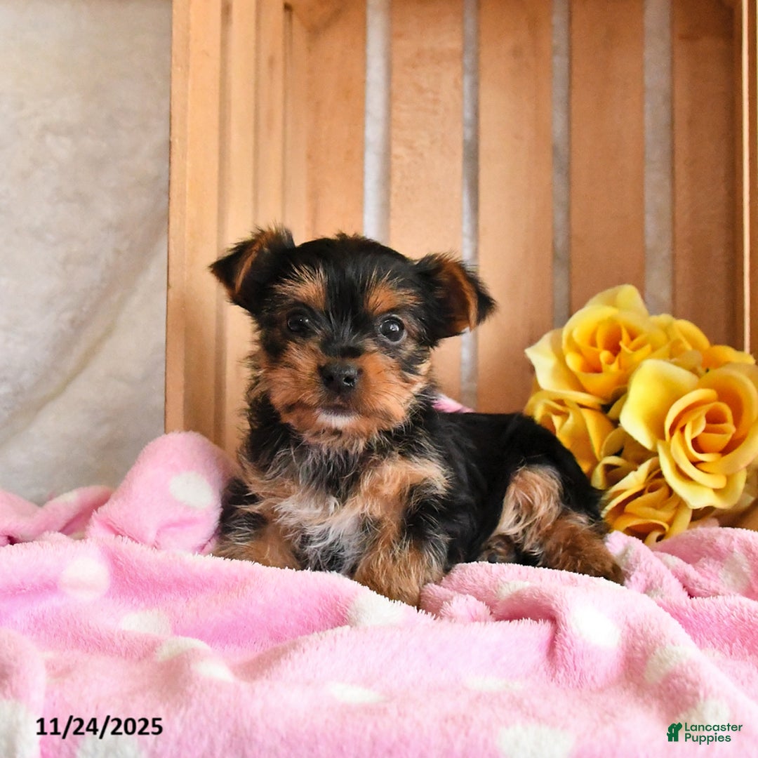 Yorkshire Terrier dogs for sale: Holly - Ad 5