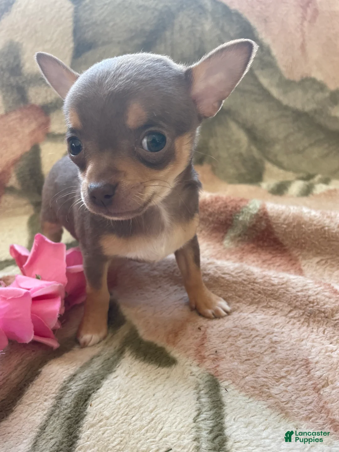 Chihuahua dogs for sale: Maggie - Ad 2