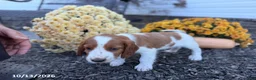 Welsh Springer Spaniel dogs for sale: Leslie - Ad 9