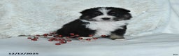 Australian Shepherd dogs for sale: Holly - Ad 1