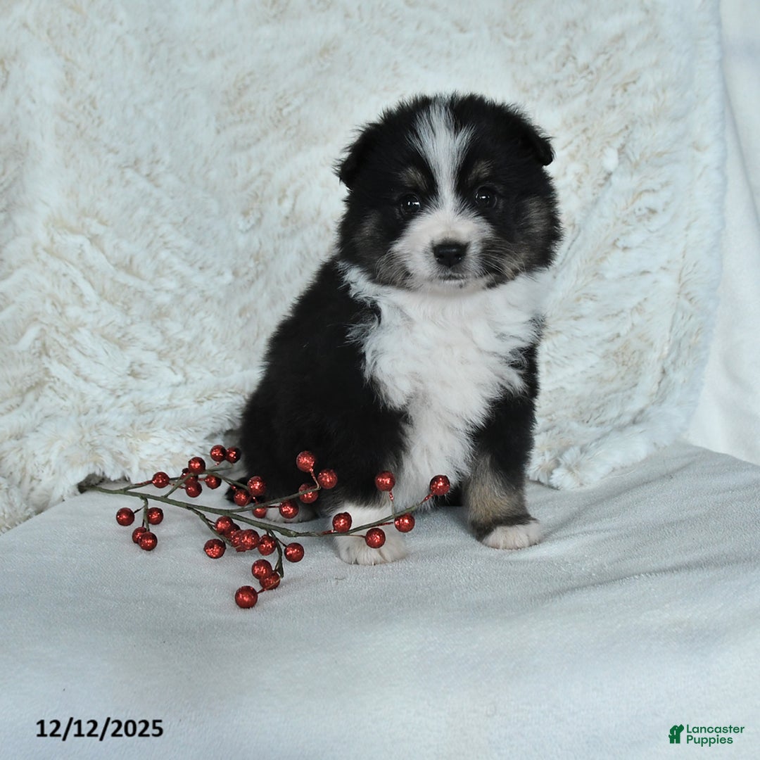 Australian Shepherd dogs for sale: Holly - Ad 1
