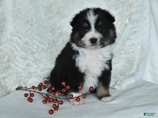 Australian Shepherd dogs Holly - Ad 2