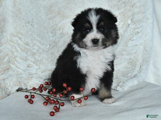 Miniature Australian Shepherd dogs Holly - Ad 14