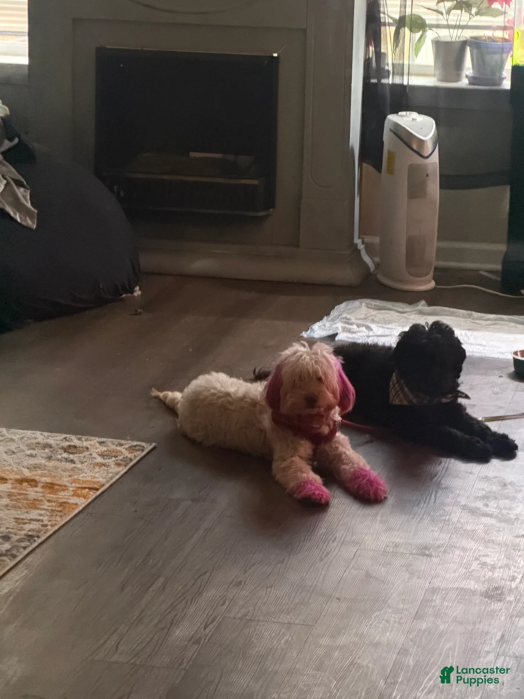 Goldendoodle dogs for sale: Goldendoodle 3 - Ad 2