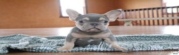 French Bulldog dogs for sale: Savannah - Ad 4
