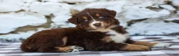 Australian Shepherd dogs for sale: Macy - Ad 6