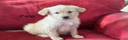 Mini Goldendoodle dogs for sale: Pete - Ad 1