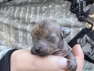 Mixed Breed dogs for sale: Unique Brindle - Ad 3
