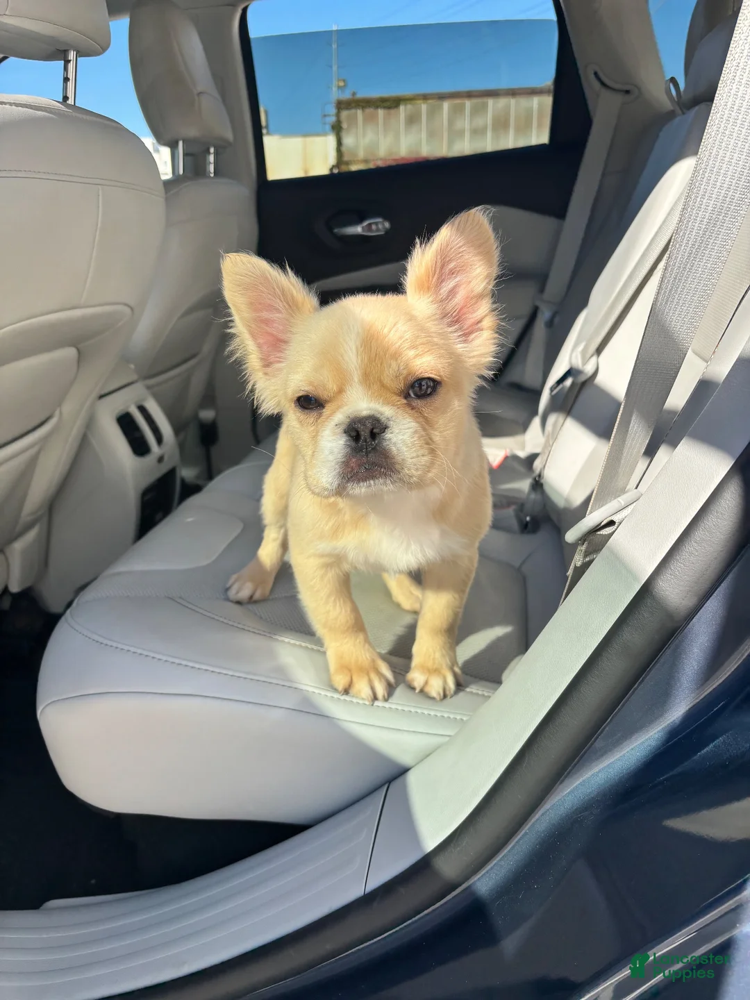 French Bulldog dogs for sale: Pinky  - Ad 13
